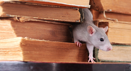 rat  in library,focus on a head