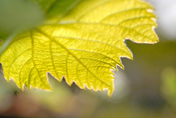 green leaves of  grapes, close up