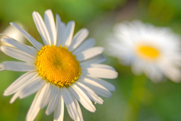 flower of  decorative camomile in  garden on  green background