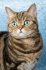 Adorable cat with very big round eyes