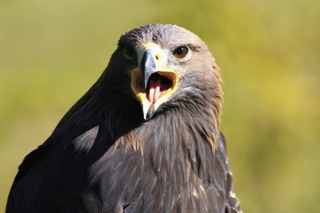 aigle royal portrait bec ouvert