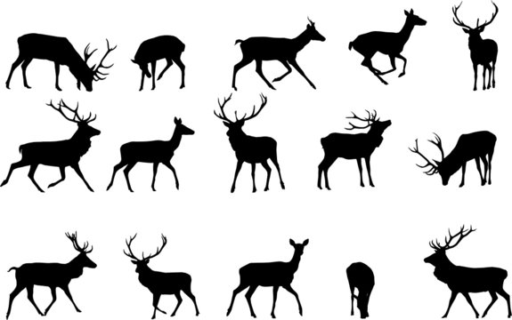red deer silhouette,vector collection