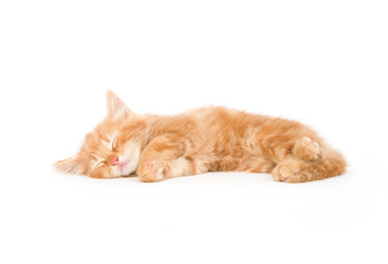 Naklejka premium A yellow kitten lays down for a cat nap on a white background