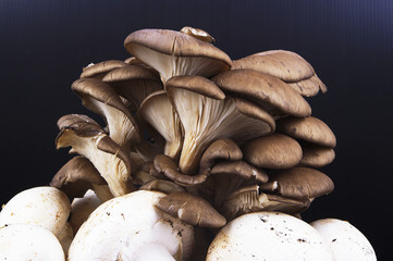 Funghi Bianchi  e Marroni 7