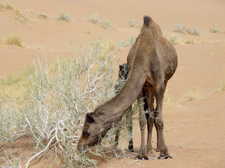 chameau et son petit
