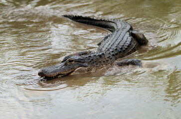 Swimming alligator (in nature), Florida USA