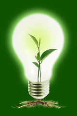 Fototapeta na wymiar Młoda roślina w zielony świecące żarówki wolframowej