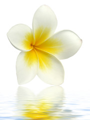 Fototapeta na wymiar frangipani kwiat na białym tle