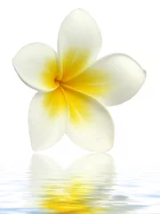Crédence de cuisine en verre imprimé Frangipanier fleur de frangipanier sur fond blanc