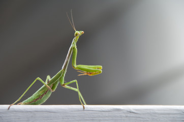 The wild carnivorous insect known as the Praying Mantis.
