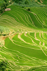 riziere de montagne (Yunnan - Chine)