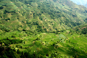 Fototapeta premium riziere de montagne (Yunnan - Chine)
