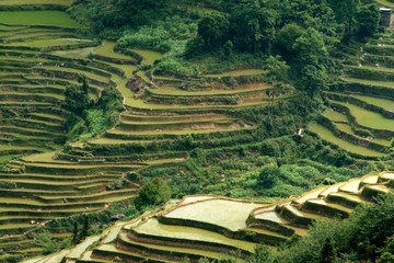 riziere de montagne (Yunnan - Chine)