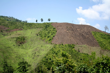 déforestation au Yunnan. Place nette pour le thé bio !