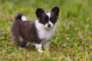 Chihuahua puppy on green grass