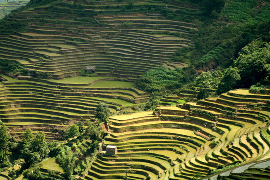 riziere de montagne (Yunnan - Chine)