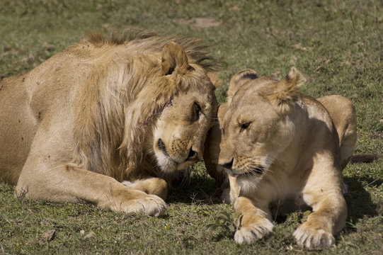 Lion couple in love - Safari in Serengeti - Tanzania