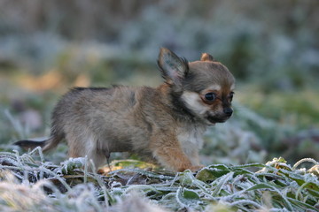 chiot chihuahua sur l'herbe gelée