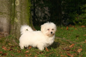 le coton du tulear en foret