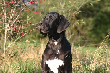 le regard captif du dogue allemand