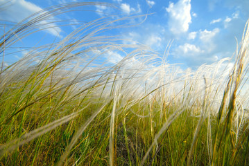 feather-grass steppe,  virgin site of  ground, close-up