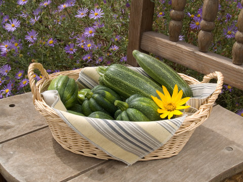 Zucchinis And Acorn Squashes Straight From The Garden