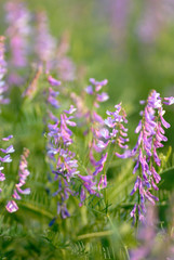 violet flowers on  green background