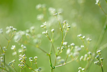 field flowers of  plant on  green background, summer