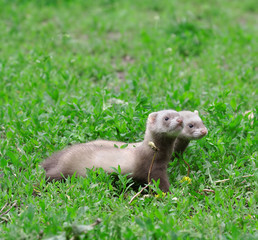 Polecat. Russian nature, wilderness world.