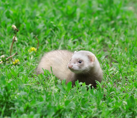 Polecat. Russian nature, wilderness world.