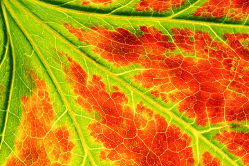 Naklejka na ściany i meble boston Ivy leaf with changing colours of the Autumn
