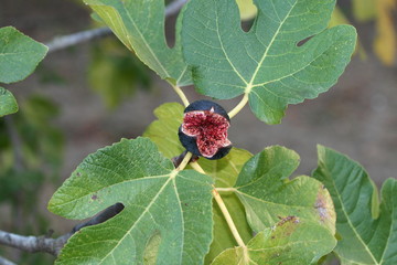 Fico rosso maturo