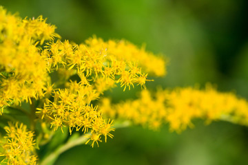 Goldenrod