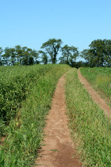 A Dirt road through a farm field