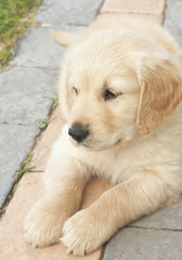 Small obedient golden retriever puppy lying down