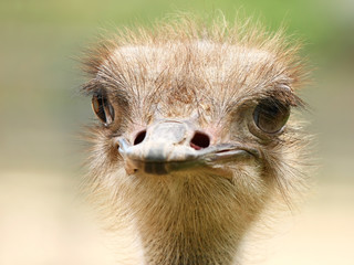 Close-up portrait of curious ostrich