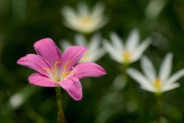 Zephyranthes grandiflora or pink rain lilly
