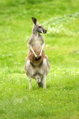 Kangoeroe die in een weiland staat