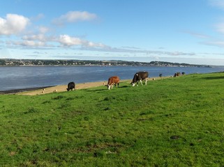 Ecosse, le Tay, vaches
