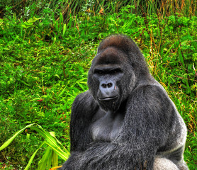 A HDR close up image of a male silverback gorilla