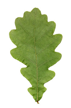 Leaf of an oak on a white background.