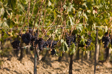 Toscana-1