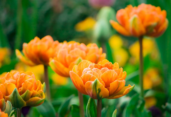 Orange tulips in a garden
