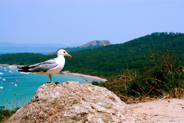 Mouette