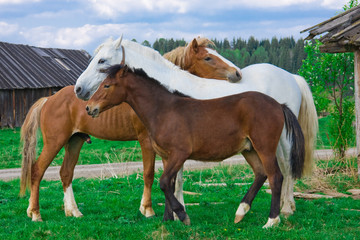 Obraz premium Family of horses in village in the summer