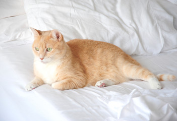 Kitten relaxing in bed.