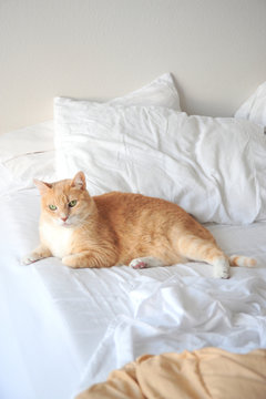 Kitten relaxing in bed.