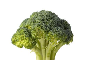 A green stalk of broccoli on a white background with copy space