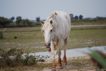 Jument camarguaise