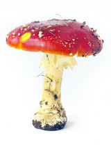 Fly agaric4